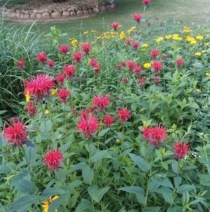 Meet your Posher, Joyce